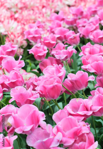 Pink tulips flowers close up with selective focus. Spring or summer concept. Spring background. Greeting festive card