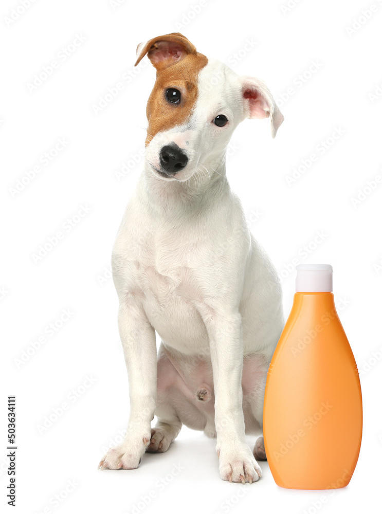 Cute Jack Russel Terrier and bottle of dog shampoo on white background