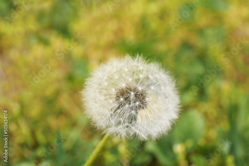 Closeup view of beautiful white fluffy dandelion outdoors