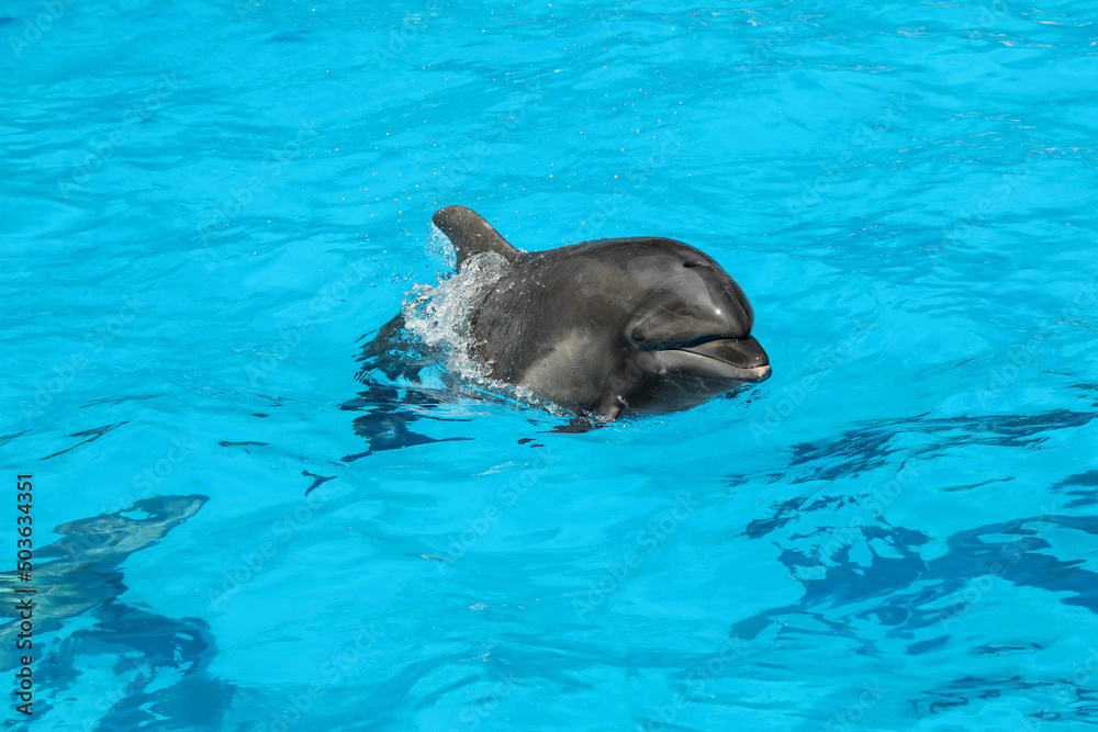 Obraz premium Dolphin swimming in pool at marine mammal park