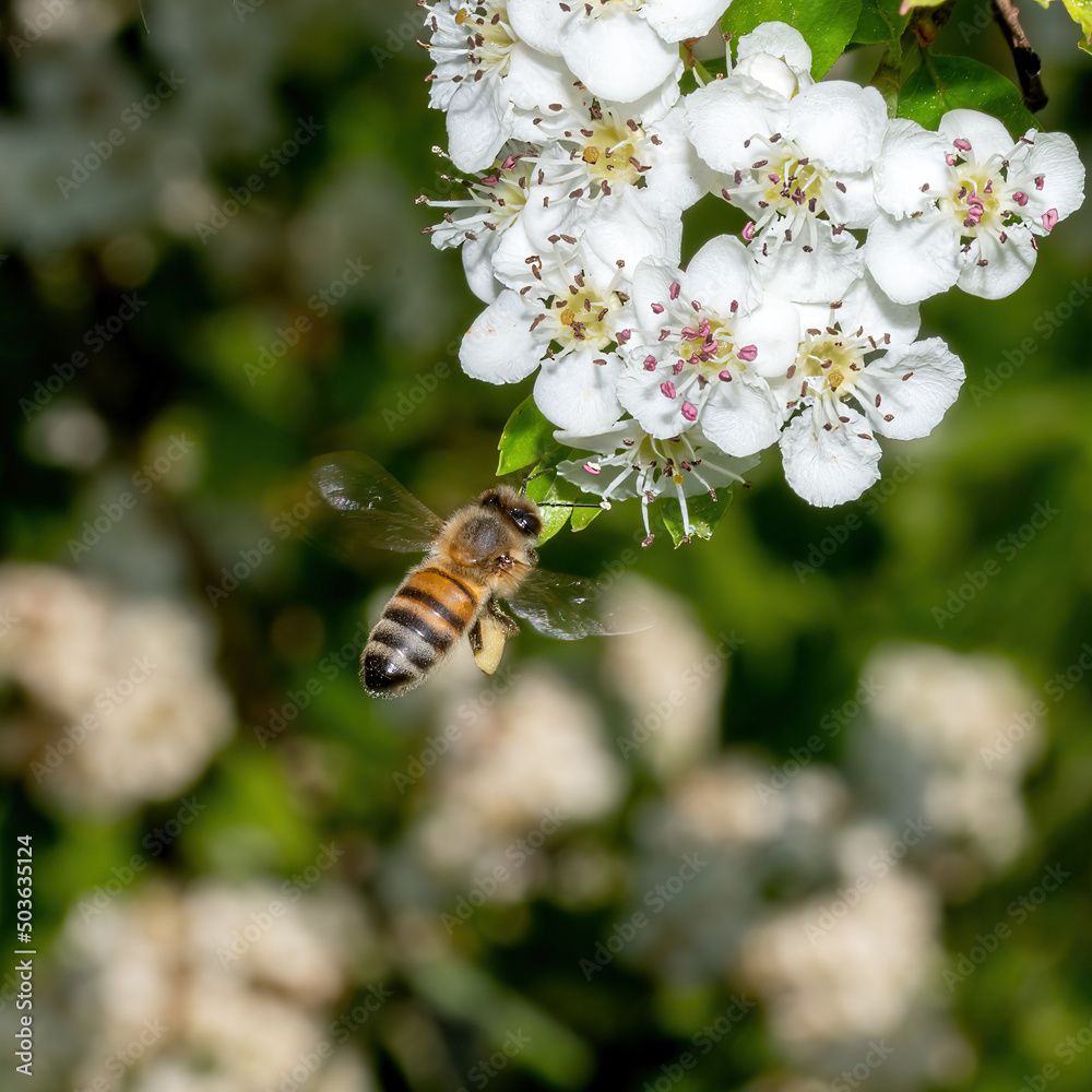Honeybee in the spring is flying to a mirabelle blossom Honeybee in the spring is flying to a mirabelle blossom