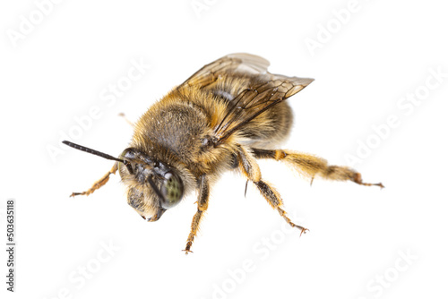 insects of europe - bees: macro of female Anthophora crinipes (Pelzbienen) isolated on white background - top view