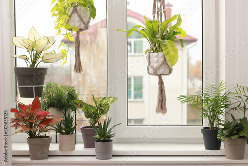 Different beautiful houseplants near window indoors. Interior design
