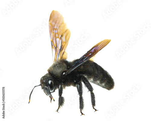 insects of europe - bees: side view details of male violet carpenter bee (Xylocopa violacea german Blauschwarze Holzbiene)  isolated on white background - biggest european bee