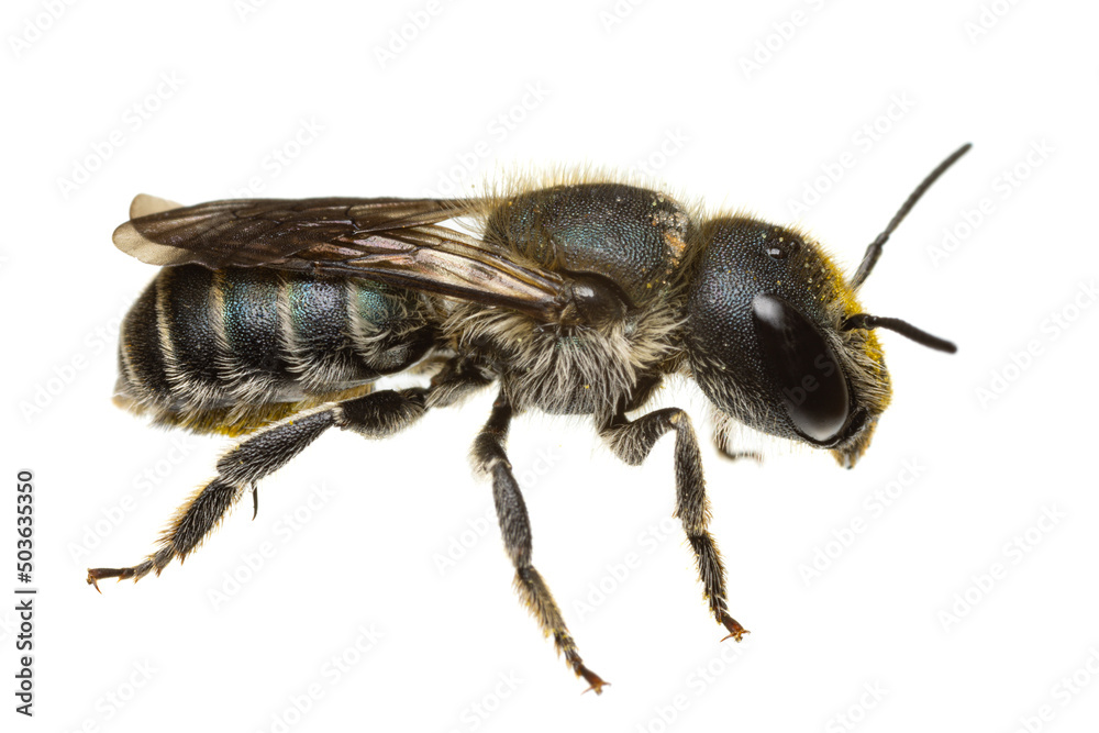insects of europe - bees: side view of female Osmia caerulescens blue mason bee (german Stahlblaue Mauerbiene) isolated on white background - back visible insects of europe - bees: side view of female Osmia caerulescens blue mason bee (german Stahlblaue Mauerbiene) isolated on white background - back visible