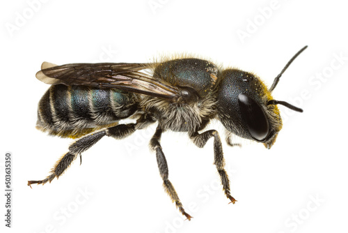 insects of europe - bees: side view of female Osmia caerulescens blue mason bee  (german Stahlblaue Mauerbiene)  isolated on white background - back visible
