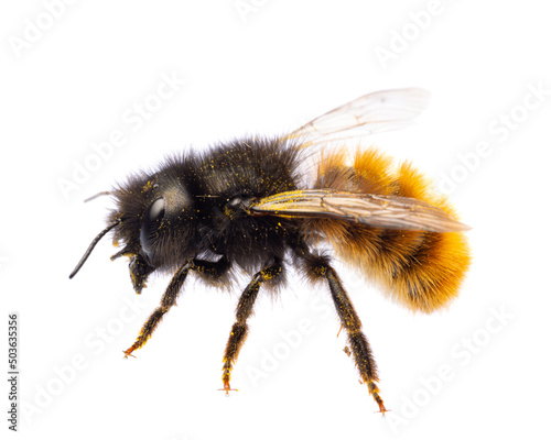 insects of europe - bees: side view of female Osmia cornuta European orchard bee (german Gehörnte Mauerbiene)  isolated on white background photo