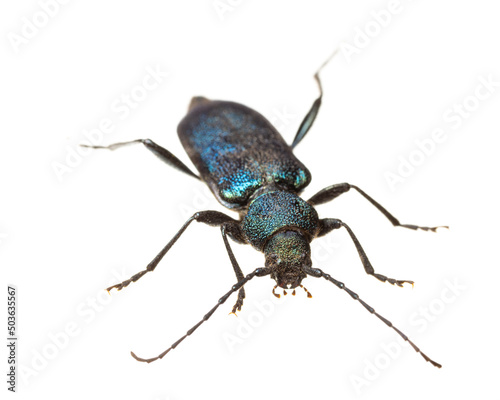 insects of europe - beetles: front view of Callidium violaceum ( german Blauvioletter Scheibenbock ) isolated on white background © unpict