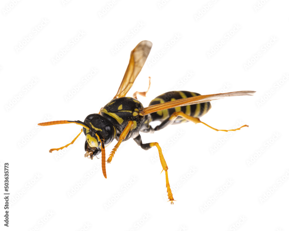 Obraz premium insects of europe - wasps: macro of European paper wasp ( Polistes dominula) isolated on white background - diagonal view