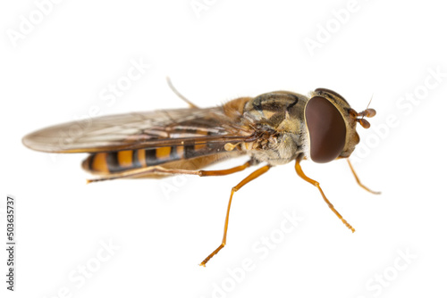 insects of europe - flies: side view macro of hoverfly Episyrphus balteatus ( marmalade hoverfly german Hainschwebfliege ) isolated on white background