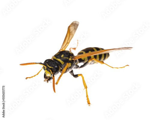 Vászonkép insects of europe - wasps: macro of European paper wasp ( Polistes dominula)  is