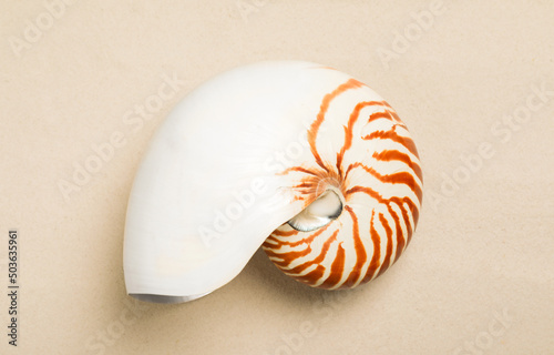 Nautilus shell on light background, top view