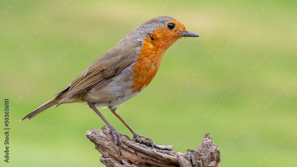Robin Robin