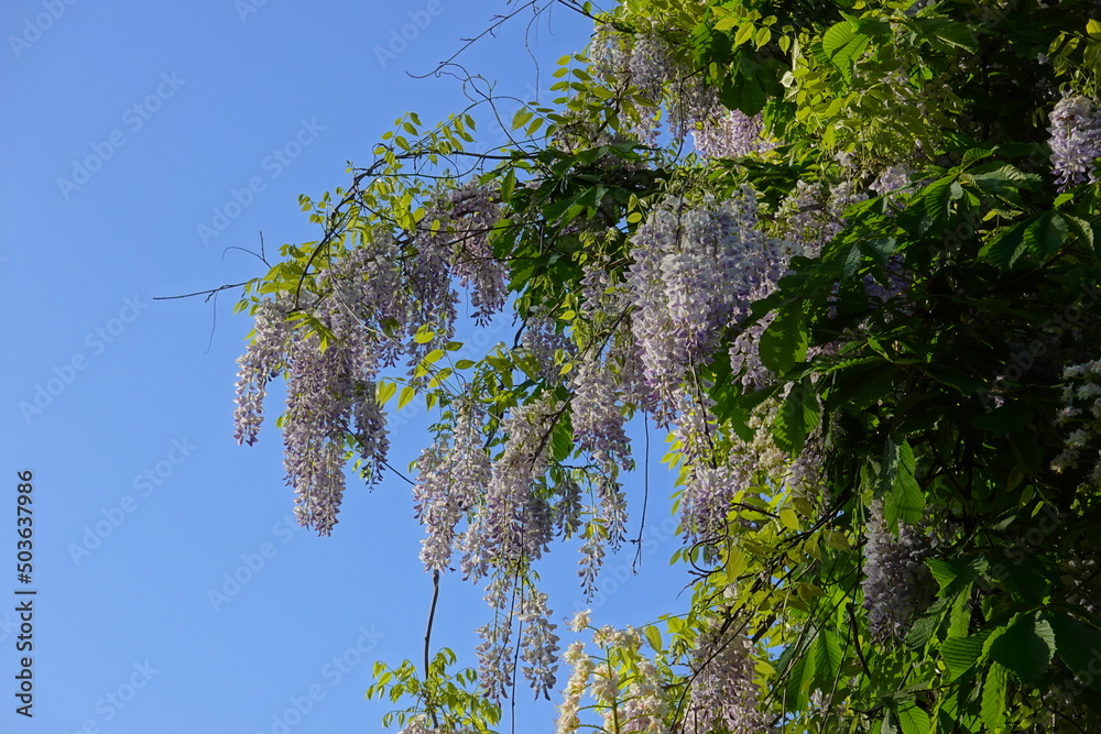 Wisteria floribunda. Wisteria floribunda, common name Japanese wisteria