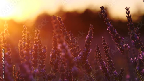 Lavender flowers on field at sunset light. Growing plant swaying on wind. Selective focus on blooms. Provence in France.
