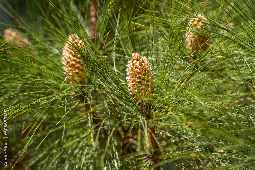 Longleaf pine branches with young cones (Pinus palustris). Pine tree with long needles and cones. Longleaf pine branches with young cones (Pinus palustris). Pine tree with long needles and cones.