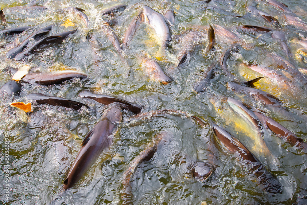 Groups of fish scramble for food.