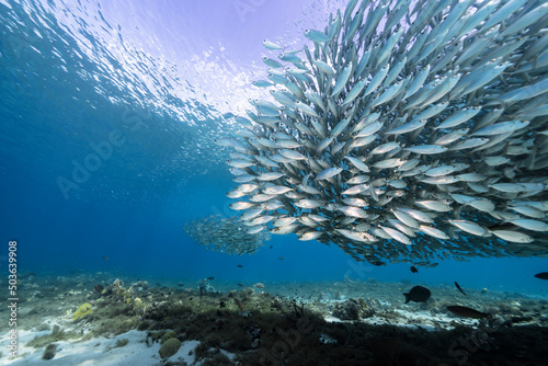 Seascape with Bait Ball  School of Fish  Mackerel fish in the coral reef of the Caribbean Sea  Curacao