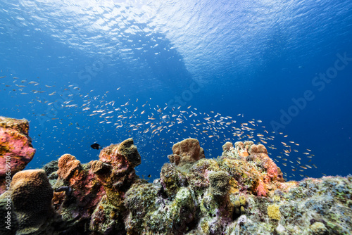 Seascape with various fish  coral  and sponge in the coral reef of the Caribbean Sea  Curacao