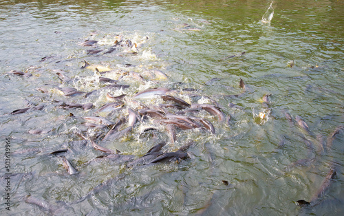 Groups of fish scramble for food. photo