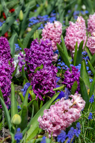 Purple flowers of blooming Hyacinths in the garden  springtime