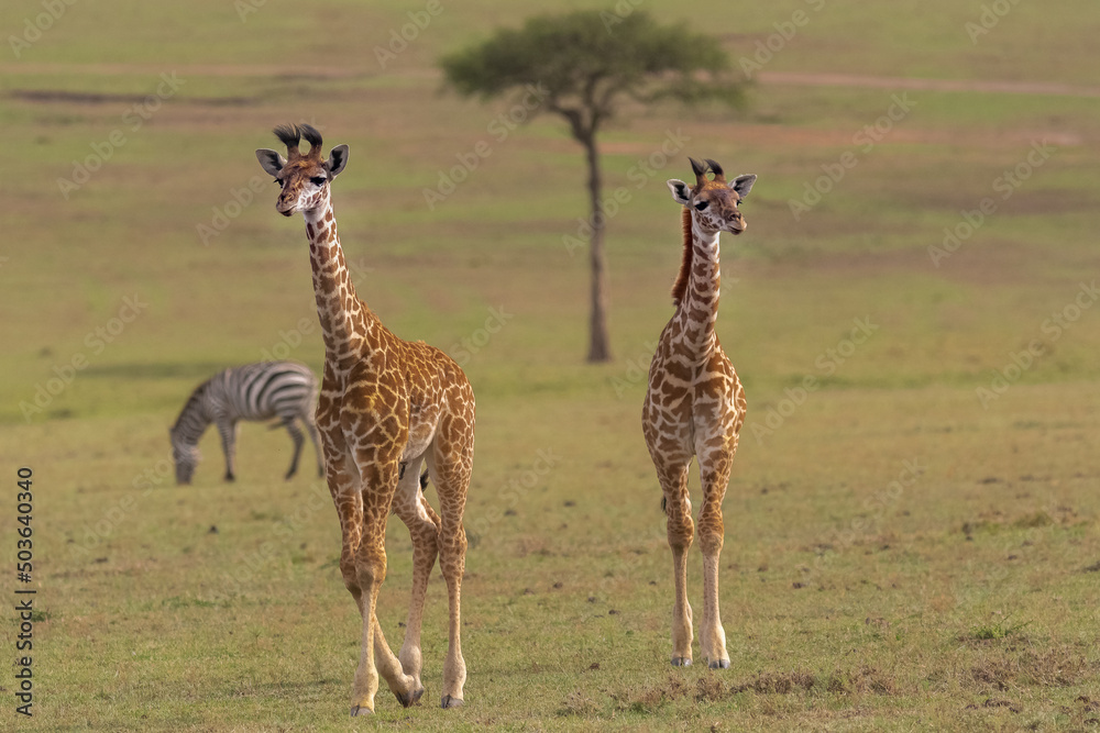 Żyrafy kenijskie, żyrafy masajskie łac. Giraffa tippelskirchi idące sawanna z akacją w tle. Fotografia z Masai Mara National Reserve w Kenii. - obrazy, fototapety, plakaty 