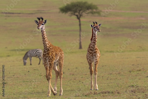 Żyrafy kenijskie, żyrafy masajskie łac. Giraffa tippelskirchi idące sawanna z akacją w tle. Fotografia z Masai Mara National Reserve w Kenii. © PIOTR