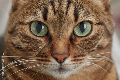 Close up portrait of a cat. Shallow depth of field