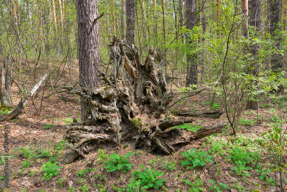 Unusual appearance of the remains of a tree Unusual appearance of the remains of a tree