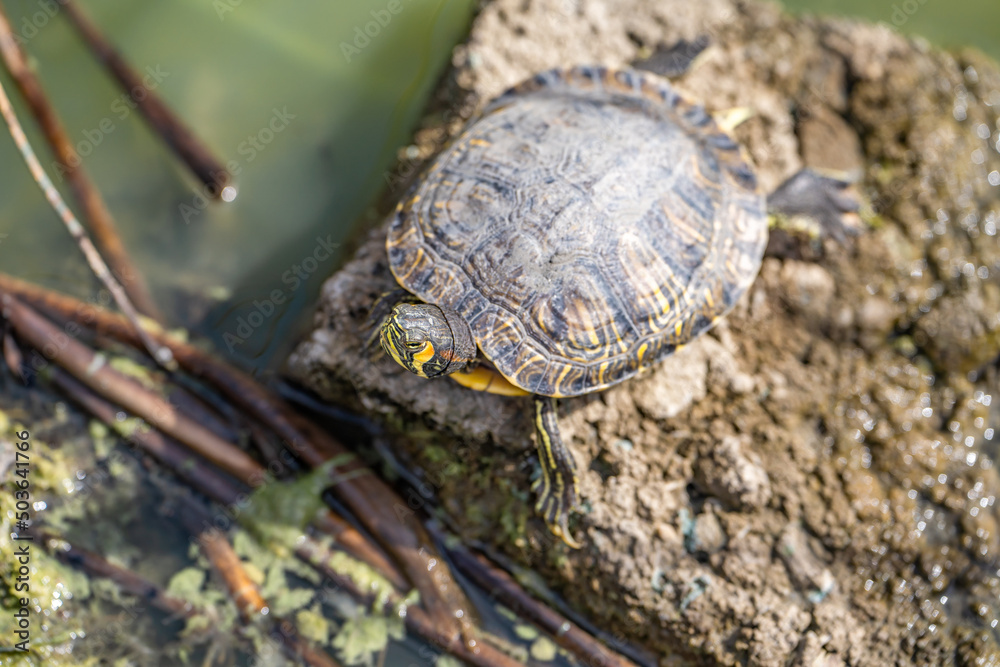 Red-eared turtle (Trachemys scripta elegans) resting on a stone in the lake. Red-eared turtle (Trachemys scripta elegans) resting on a stone in the lake.