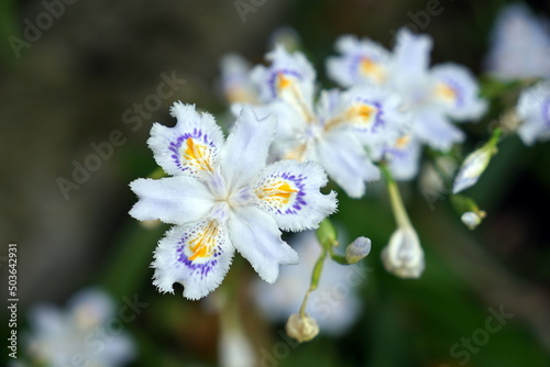 Iris japonica                                                                      