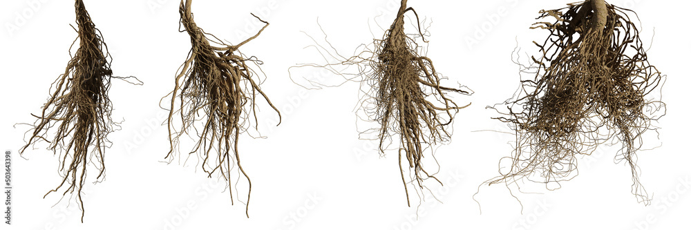 tree roots isolated on white background