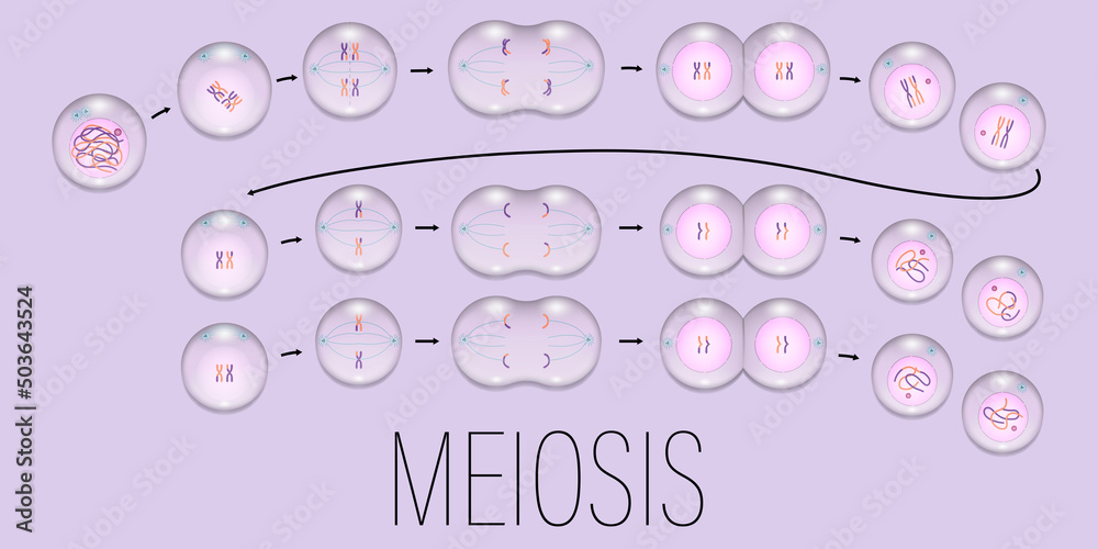 MEIOSIS. Interphase, Prophase, Metaphase, Anaphase, and Telophase. Cell division concept vector.