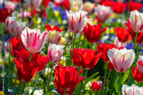 Parterre de fleurs lumineux et color    compos   de nombreuses tulipes  certaines rouge et blanc  les autres de couleur rouge  dans la lumi  re d une apr  s-midi de printemps