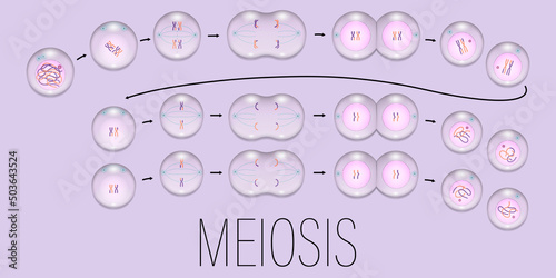 MEIOSIS. Interphase, Prophase, Metaphase, Anaphase, and Telophase. Cell division concept vector. photo