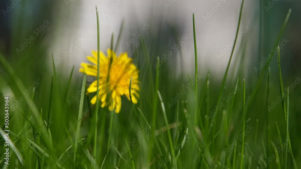 Dandelion in green grass. Yellow dandelion in green grass. One dandelion in green grass Dandelion in green grass. Yellow dandelion in green grass. One dandelion in green grass