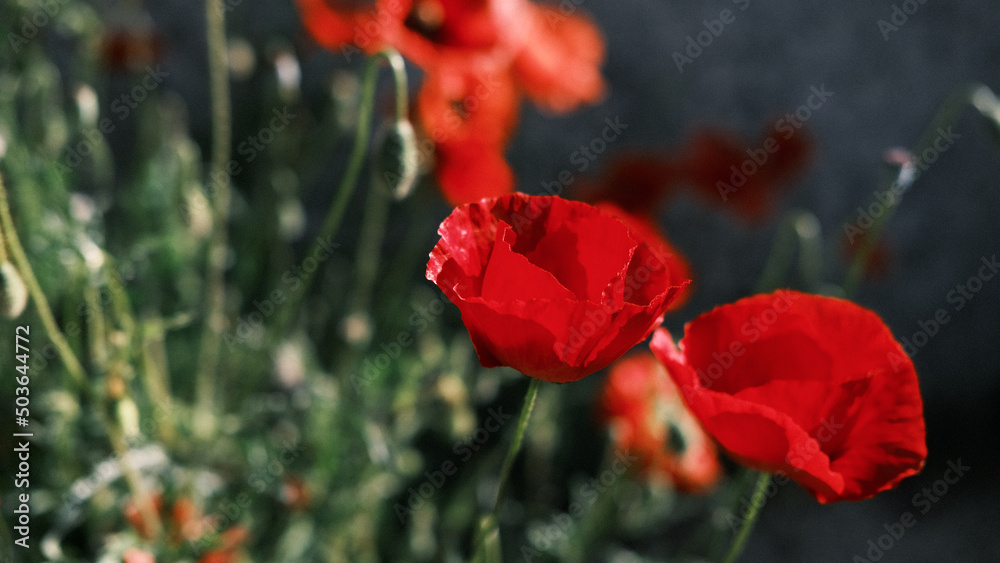 Obraz premium coquelicot, rouge, photographie, champ, printemps , fleurs, vegetal