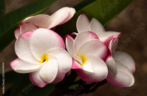 Beautiful Fragrant Plumeria Flower Bunch