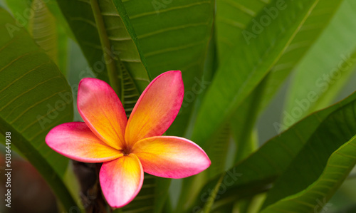 Single Red and Yellow Plumeria Against Fresh Green Leaves
