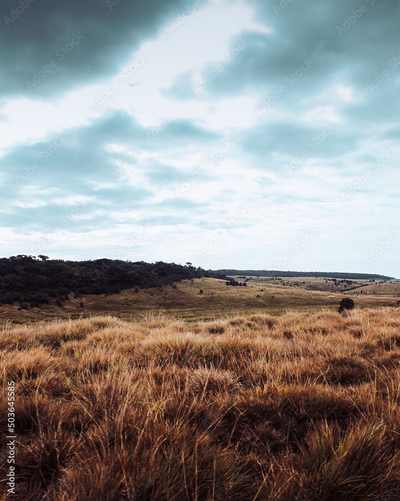 field of grass,landscape, sky, grass, nature, field, clouds, summer, cloud, meadow, blue, mountain, hill, rural, horizon, countryside, green, autumn, tree, hills, yellow, sea, valley, scene field of grass,landscape, sky, grass, nature, field, clouds, summer, cloud, meadow, blue, mountain, hill, rural, horizon, countryside, green, autumn, tree, hills, yellow, sea, valley, scene