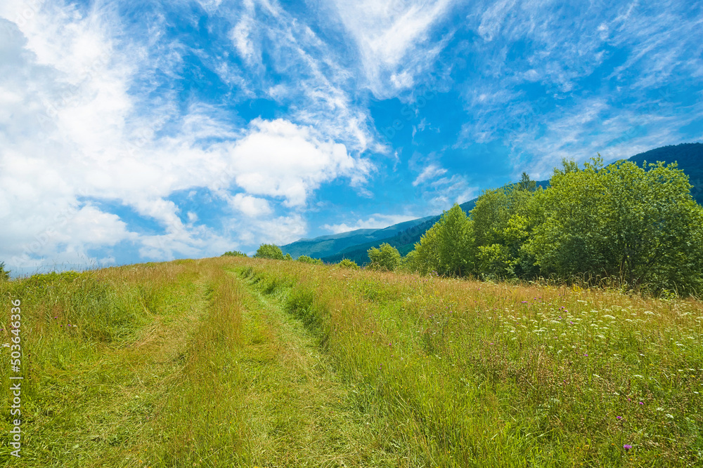 the glade is covered with grass and flowers on top of the mountains with blue skies and clouds. mountain landscape. the glade is covered with grass and flowers on top of the mountains with blue skies and clouds. mountain landscape.