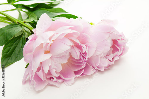 ピンクの芍薬の花 photo