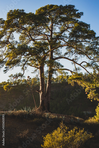 tree at the sunset