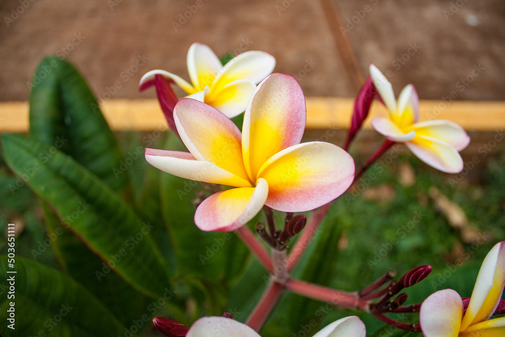 Oahu landscapes and flowers