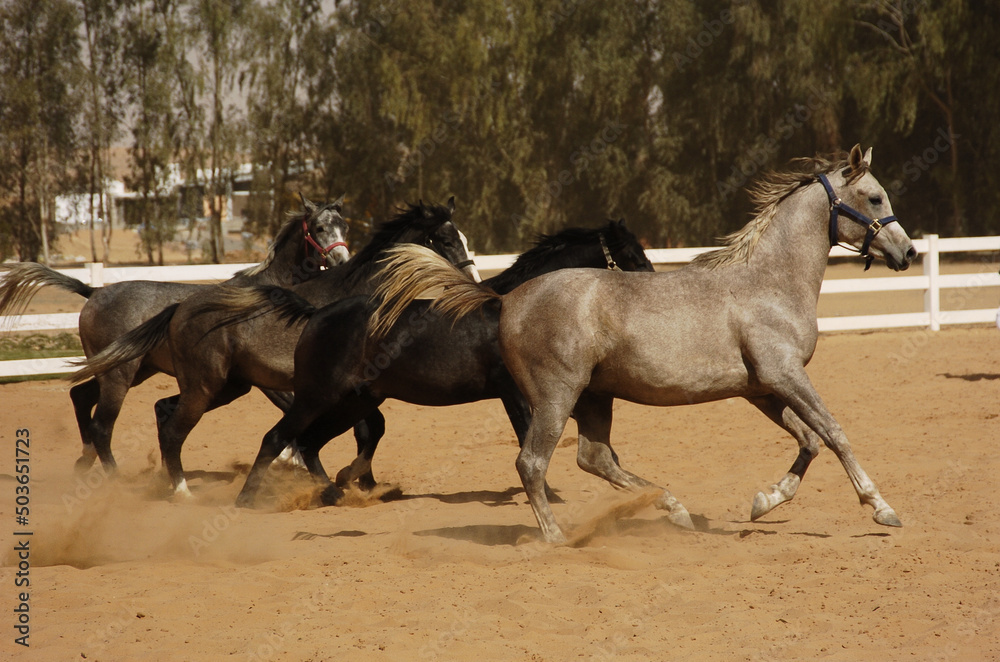 Obraz premium Thoroughbred Arabian horses racing on the sandy track with freedom and power 
