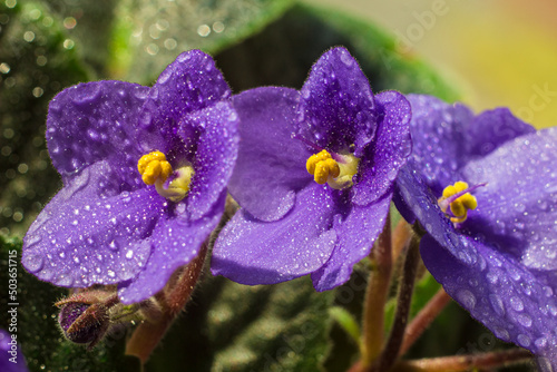 African violet or violet saintpaulias flowers in the pot close up. Blossoming violets on window sill in natural sunlight. Macro photo of homegrown violet flowers