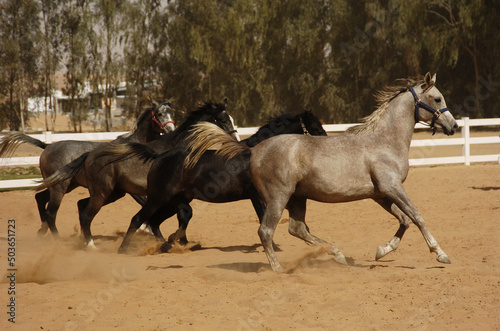 Thoroughbred Arabian horses racing on the sandy track with freedom and power 