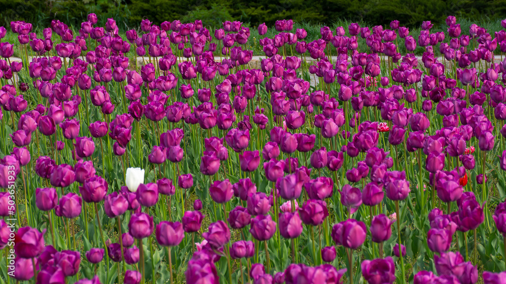 Naklejka premium bunch of blooming purple tulip flowers. beautiful floral nature background in spring