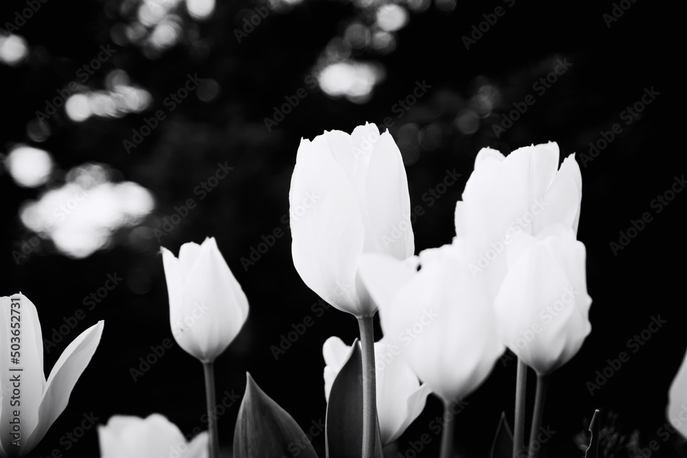 Obraz premium Białe tulipany na czarnym tle bokeh