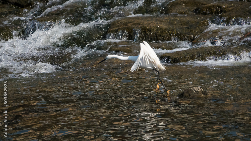 Fototapeta premium 시냇물에서 물고기 사냥을 즐기는 백로 한 마리